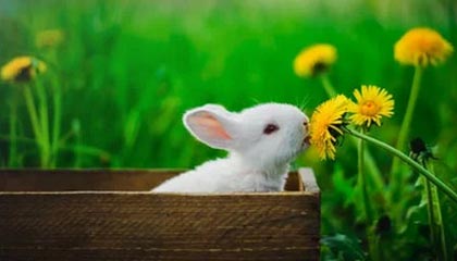 米兰体育APP下载-拜仁慕尼黑中场表现出色，助球队取得连胜，拜仁慕尼黑赢了吗